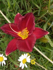 IMG_20200725_142624.jpg