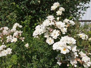 IMG_20200723_141553.jpg