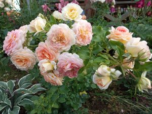 IMG_20200724_195230.jpg
