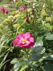 IMG_20200725_114418.jpg