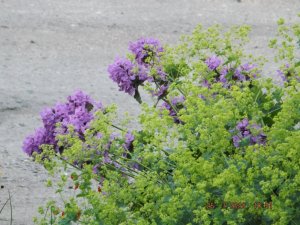 2020.07.25 Уч № 2 Манжетка мяг. Сеньор и буквица_  DSCF8601.JPG