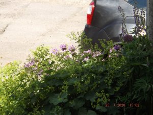 2020.07.25 Уч № 2 Манжетка и буквица_ DSCF8625.JPG