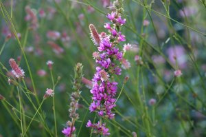 IMG_4114.JPG