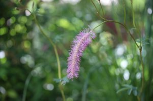 IMG_3651.JPG