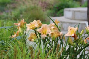IMG_3632.JPG