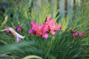 IMG_3792.JPG