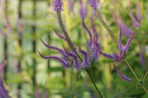 IMG_4081.JPG