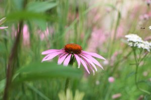 IMG_3888.JPG