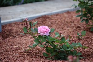 IMG_4133.JPG
