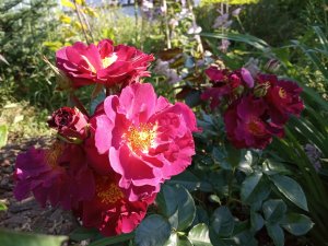 IMG_20200728_083734.jpg