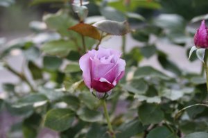 IMG_4132.JPG