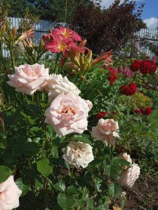 IMG_20200730_095914.jpg