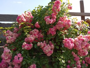 IMG_20200728_124114.jpg
