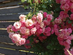 IMG_20200728_124142.jpg
