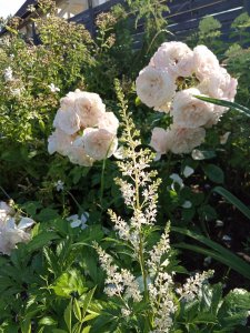 IMG_20200730_083535.jpg