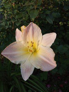 IMG_20200802_193528.jpg
