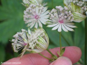 Астранция изящная Astrantia-gracilis1 (1) а.jpg
