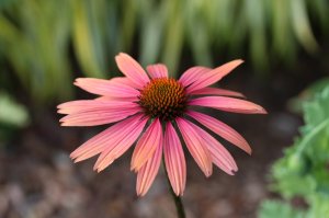 IMG_4465.JPG