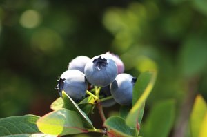 IMG_4384.JPG
