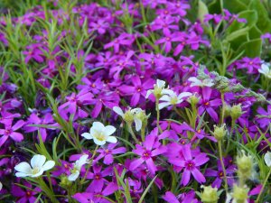 DSCN1318.JPG