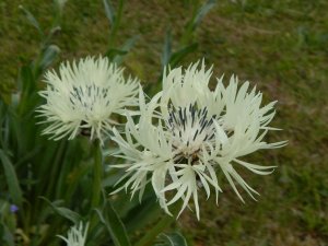 DSCN1516.JPG