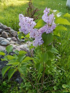 DSCN1368.JPG