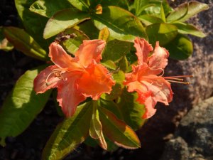 DSCN1388.JPG
