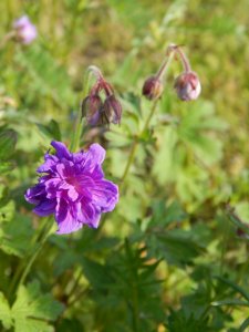 DSCN1462.JPG
