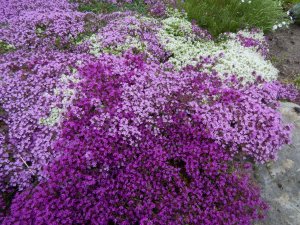DSCN1517.JPG