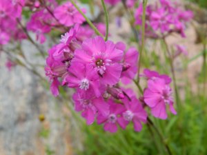 DSCN1558.JPG