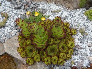 DSCN1527.JPG