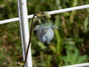 DSCN1600.JPG