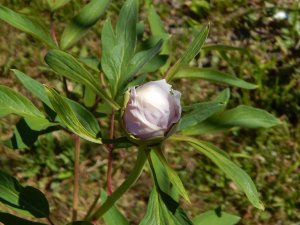 DSCN1596.JPG