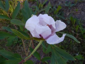 DSCN1607.JPG