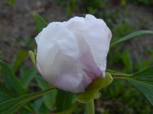 DSCN1626.JPG