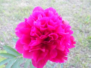 DSCN1719.JPG
