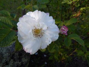 DSCN1591.JPG