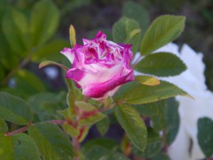 DSCN1592.JPG