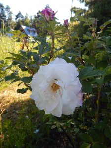 DSCN1593.JPG