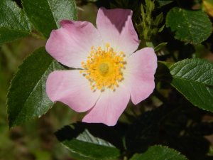 DSCN1595.JPG