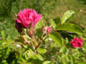 DSCN1739.JPG
