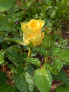 DSCN1768.JPG
