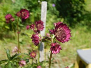 DSCN1731.JPG