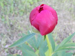 DSCN1634.JPG