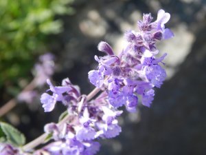 DSCN1674.JPG