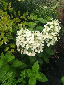 IMG_20200801_162322.jpg