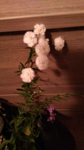 IMG-20200807-WA0002.jpeg