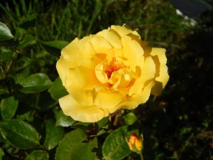 DSCN1807.JPG