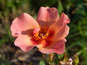 DSCN1816.JPG