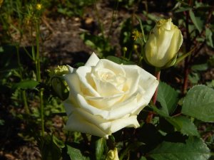 DSCN1821.JPG